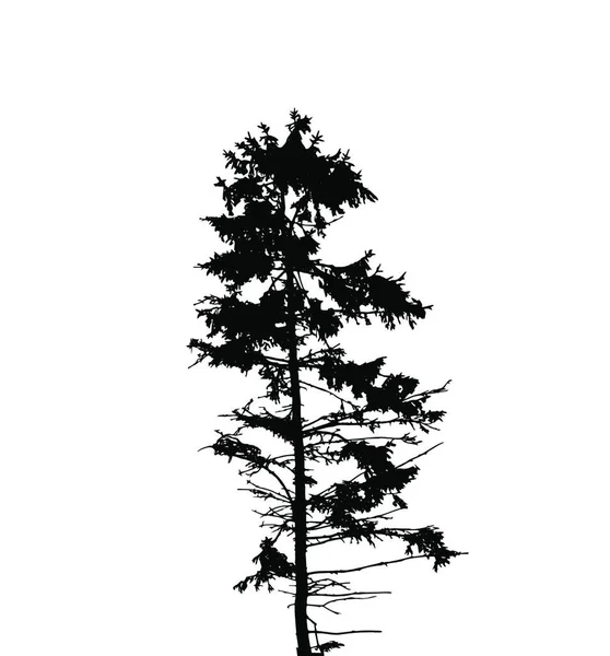 Σιλουέτα Του Δέντρου Απομονώθηκε Στο Γουάιτ Μπάκγκορουντ Εικονογράφηση Vecrtor Eps10 — Διανυσματικό Αρχείο