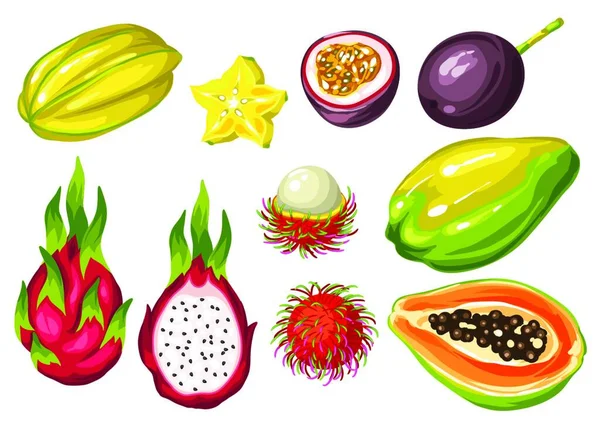 异国情调的热带水果亚洲植物的图解 异国情调的热带水果亚洲植物图解 — 图库矢量图片