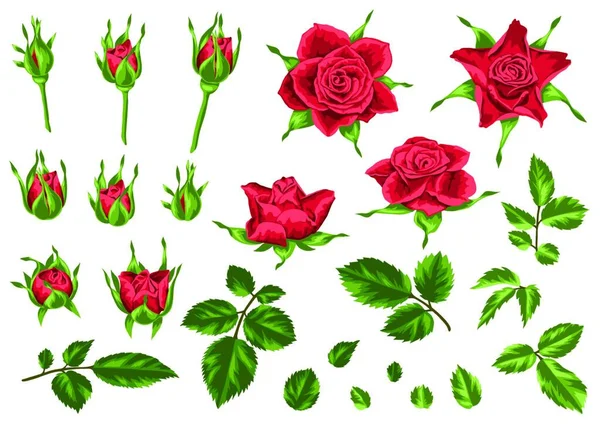 Set Von Dekorativen Roten Rosen Schöne Realistische Blüten Knospen Und — Stockvektor