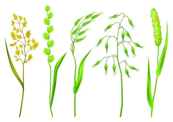 Kräuterset Und Getreidegras Florale Sammlung Mit Wiesenpflanzen Kräuterset Und Getreidegras — Stockvektor