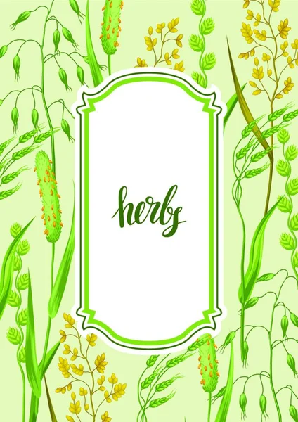 Frame Met Kruiden Graangras Floral Ontwerp Van Weideplanten Frame Met — Stockvector