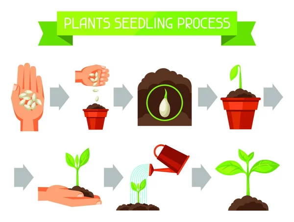 Infografikák Vetése Növénynövekedés Fázisaival Kép Reklámfüzetekhez Bannerekhez Szórólapokhoz Árucikkekhez — Stock Vector
