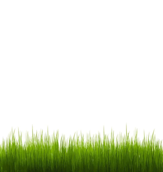 Illustrazione Erba Verde Isolato Sfondo Bianco Vettore — Vettoriale Stock