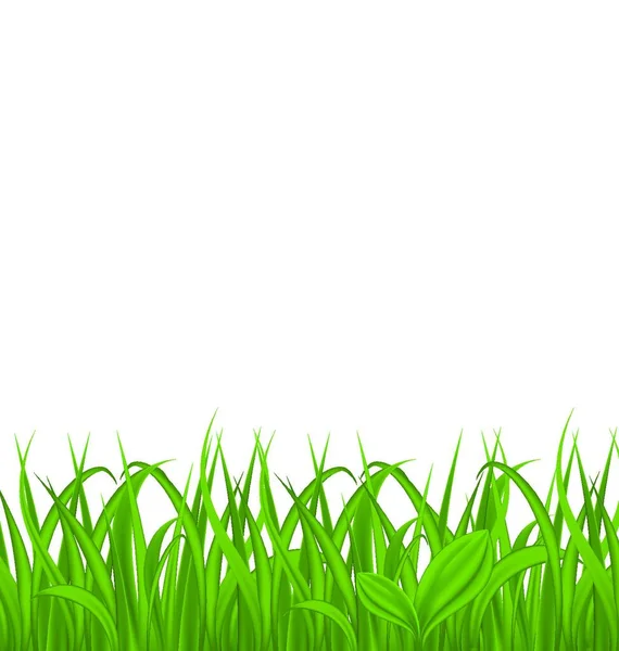 Ilustracja Świeża Zielona Trawa Odizolowana Białym Tle Miejsce Tekst Wektor — Wektor stockowy