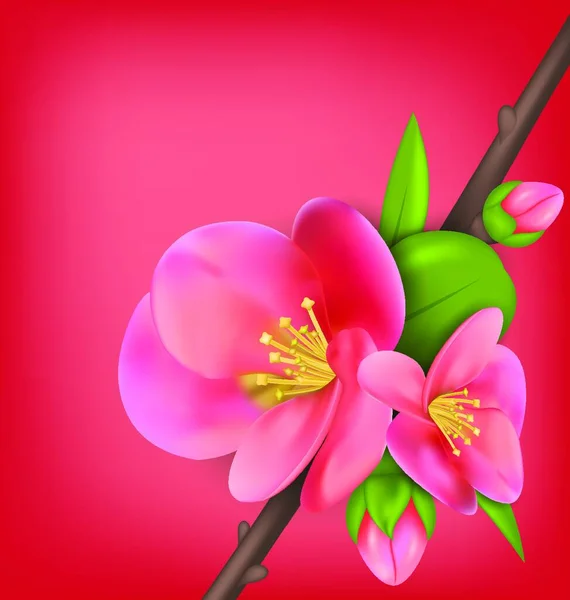 Ramo Ilustração Com Botões Marmelo Japonês Chaenomeles Japonica Bloom Despertar —  Vetores de Stock