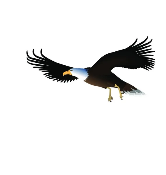 Aigle Volant Isolé Sur Fond Blanc Illustration Aigle Volant Isolé — Image vectorielle