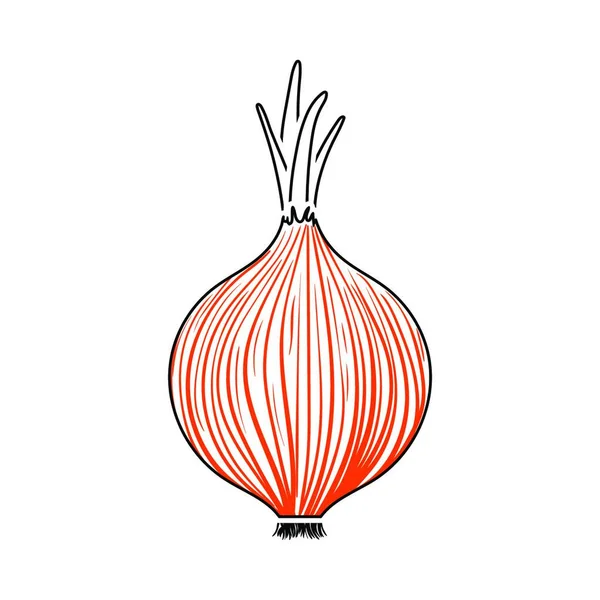 Icono Cebolla Línea Delgada Con Diseño Relleno Naranja Ilustración Vectorial — Archivo Imágenes Vectoriales