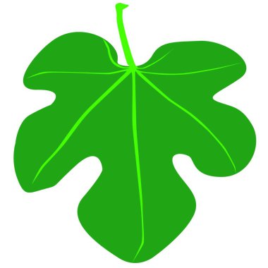 A fig leaf of the type worn by Adam and Eve in the Garden of Eden. clipart