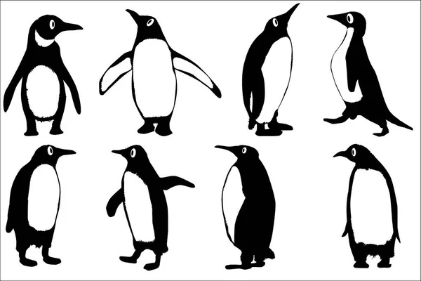Колекція Векторних Пінгвінів Ізольовані Білому Тлі — стоковий вектор