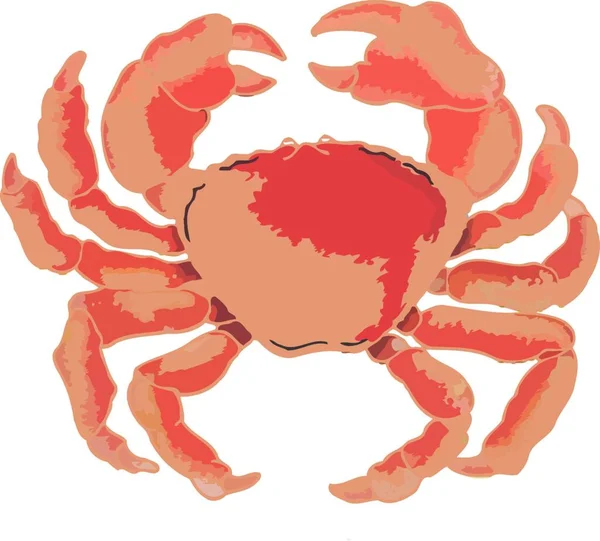 Large Crab Oceanic Grospeola — Stock Vector