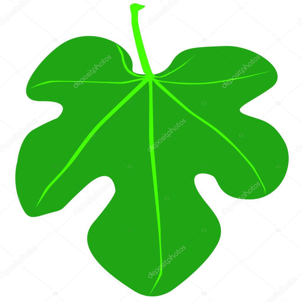 Una hoja de higo del tipo usado por Adán y Eva en el Huerto del Edén. 2022