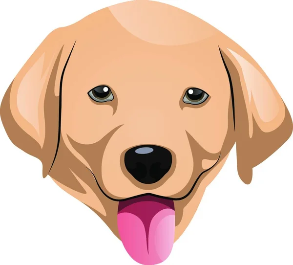 Labrador Illustratie Vector Witte Achtergrond — Stockvector