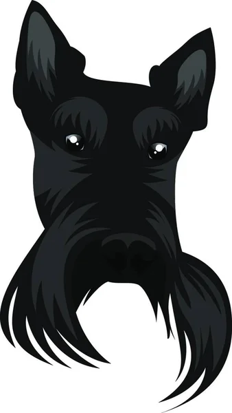 Scotish Terrier Illustration Vektor Auf Weißem Hintergrund — Stockvektor