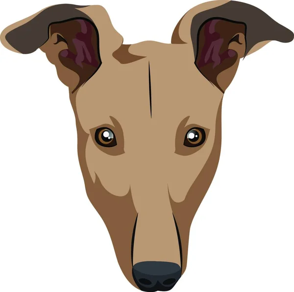 Greyhound Illusztrációs Vektor Fehér Alapon — Stock Vector