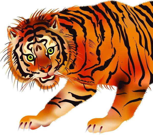 Szibériai Tigris Illusztrációja Ragadozó Állat Vektor — Stock Vector