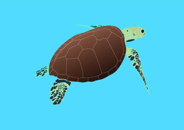 Hawksbill Sea Turtle Swimming Open Water — Stock Vector