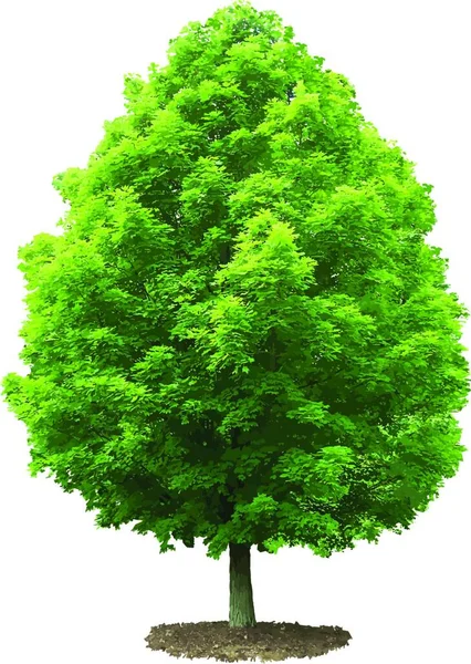 Albero Acero Verde Isolato Sfondo Bianco — Vettoriale Stock