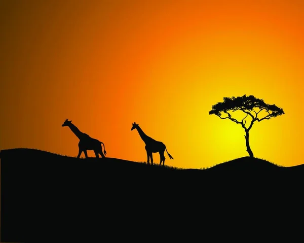 Wandelende Giraffen Bij Zonsondergang Silhouet — Stockvector
