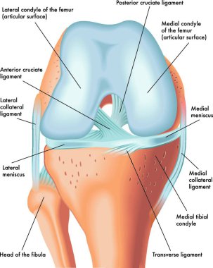 anatomy of the front of the right knee in flexion clipart
