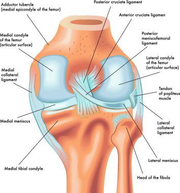 anatomy of the front of the right knee in flexion clipart