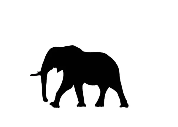Elefante Animal Africano — Vector de stock