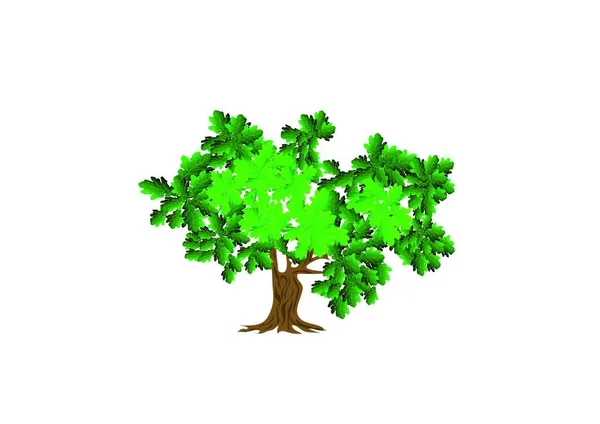 Зелений Дуб Ізольований Білому Фоні — стоковий вектор
