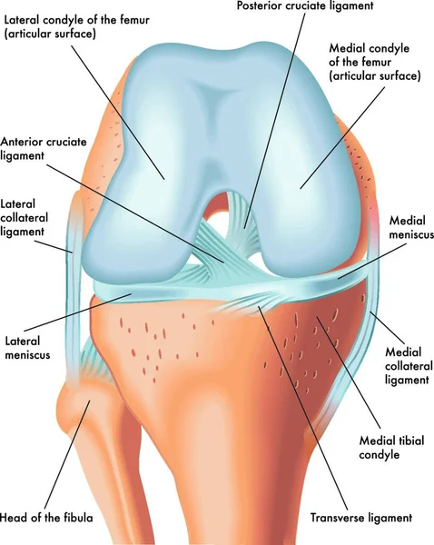 Anatomy Front Right Knee Flexion — Stock Vector