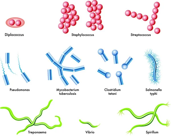 Медицинская Иллюстрация Некоторых Типов Бактерий — стоковый вектор