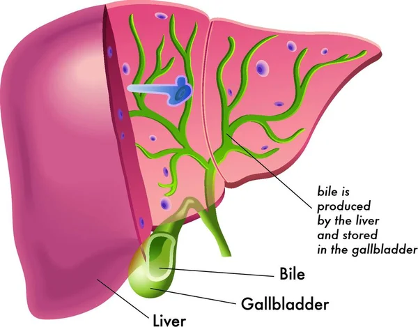 Medical Illustration Represents Production Bile Liver — Stock Vector