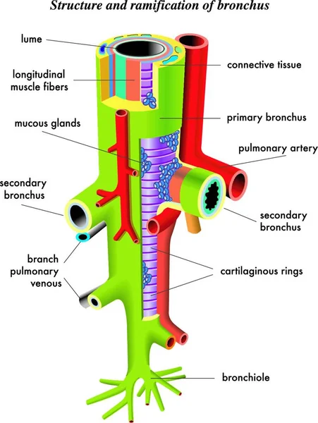 Illustratie Van Structuur Vertakking Van Bronchus — Stockvector