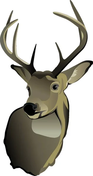 Shoulder Mount Trophy Whitetailed Deer Buck — Stock Vector