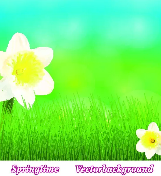 Pradera Primavera Con Narcisos — Vector de stock