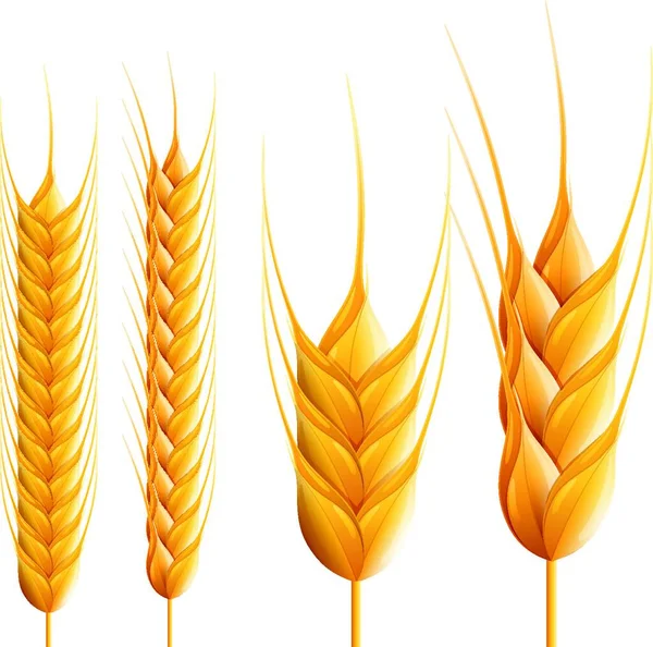 Wheats Részletes Vektoros Illusztráció — Stock Vector