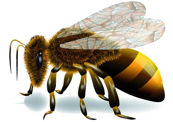 Pszczoła Białym Tle — Wektor stockowy
