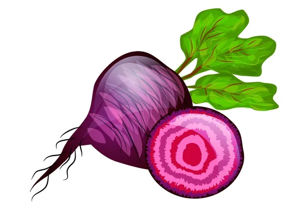 Beetroot Isolé Sur Fond Acariens — Image vectorielle