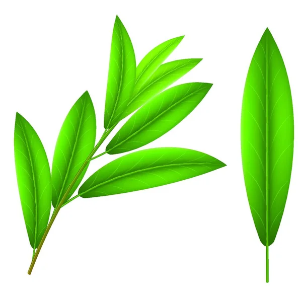 Ramitas Verdes Aceituna Una Hoja Aceituna — Vector de stock