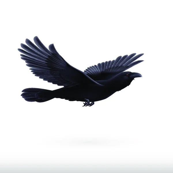 黒いカラスが突然白い背景を飛んでいる — ストックベクタ