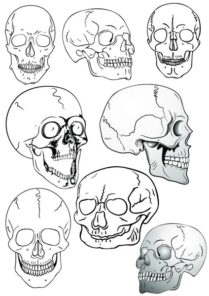 Illustration Der Verschiedenen Schädel Vektor — Stockvektor