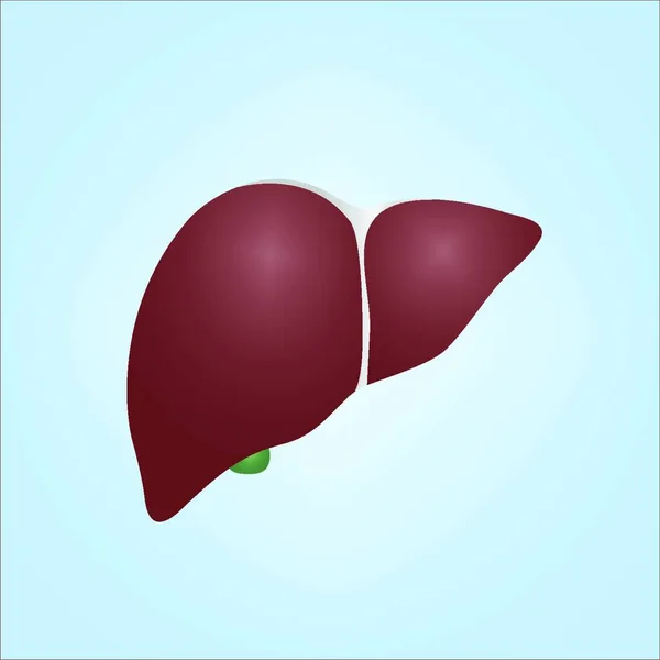 Vector Realista Ilustración Del Hígado Humano Con Vesícula Biliar Debajo — Vector de stock