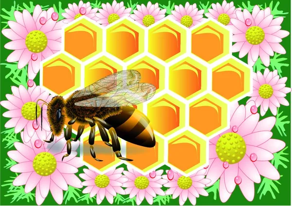 Bienenwachs Mit Biene Makro Der Arbeitsbiene Auf Honigzellen Mit Kamille — Stockvektor
