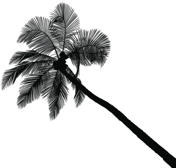 Silhouette Palm Tree Λεπτομερής Απεικόνιση Διάνυσμα — Διανυσματικό Αρχείο