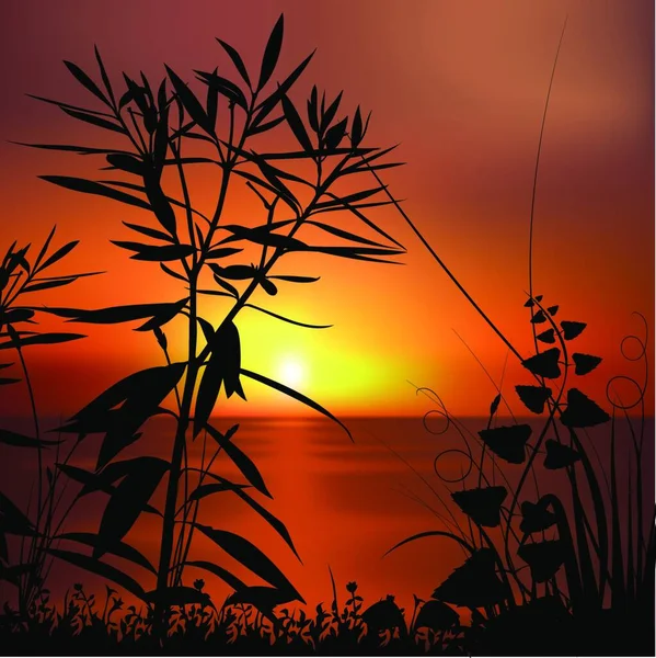 日没と植物シルエット 背景イラスト ベクター — ストックベクタ