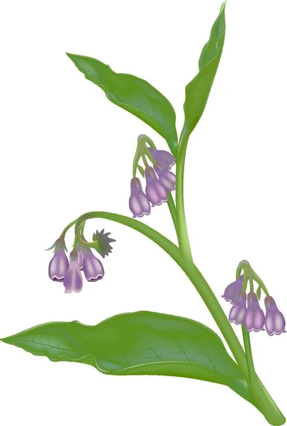 Comfrey Symphytum Officinale Ilustração Colorida Vetor —  Vetores de Stock