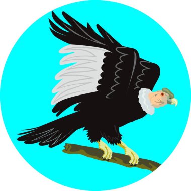 Illustration of a California Condor perching on branch viewed from side set inside circle on isolated white background done in retro style. clipart