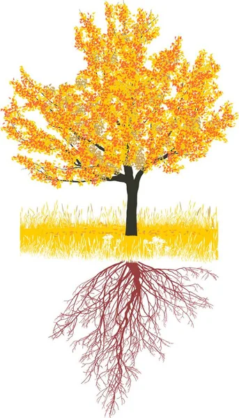 Vektor Illustration Ett Körsbärsträd Hösten Med Rötter — Stock vektor