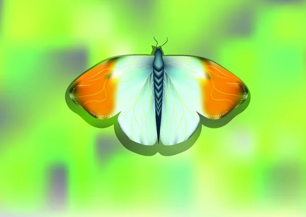 Pointe Orange Papillon Sur Fond Abstrait Flou — Image vectorielle
