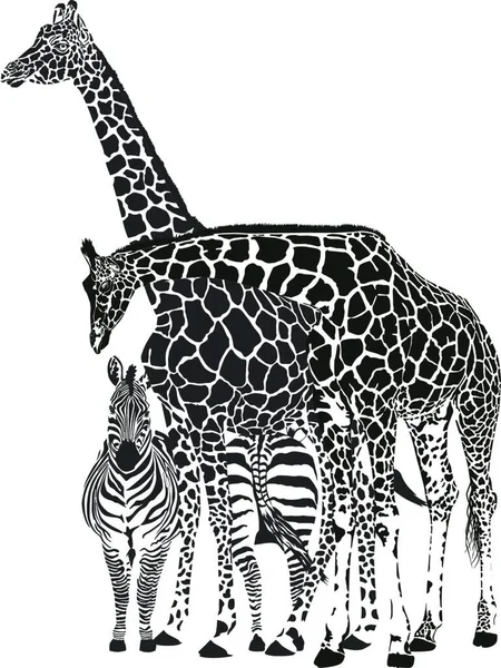 Ilustração Preto Branco Duas Zebras Girafas —  Vetores de Stock