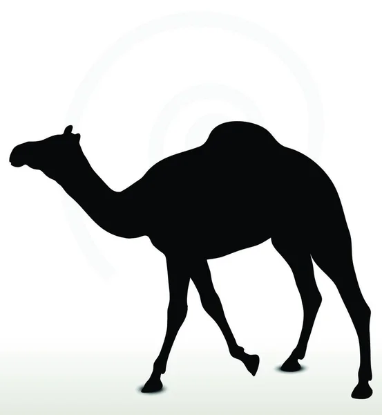 Vector Image Camel Walking Pose Isolated White Background — Stock Vector