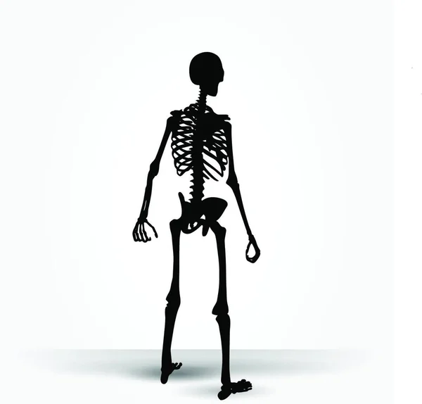 Векторное Изображение Силуэт Скелета Стоячей Позе Белом Фоне — стоковый вектор