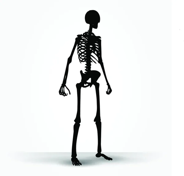 Vector Image Skeleton Silhouette Standing Pose Isolated White Background — Stock Vector